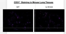 CD31/PECAM-1 Antibody (MEC 7.46), Novus Biologicals:Antibodies:Primary